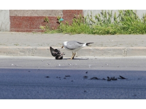 İzmir’in Göbeğinde Belgesellik Görüntüler