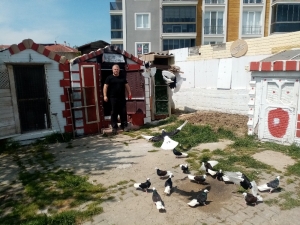 Sokağa Çıkma Kısıtlamasını Bağ Evinde Güvercinleriyle Geçiriyor