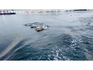 İzmit Körfezi’nde Yunuslar Deniz Yüzeyi Temizleme Aracıyla Yarıştı