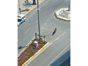 Aydın’da Sokaklar Hayvanlara Kaldı