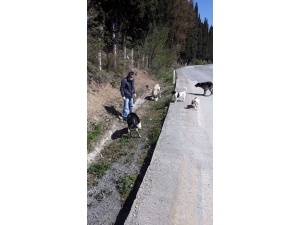 İlkadım’da Sokak Hayvanları İçin Aralıksız Mesai