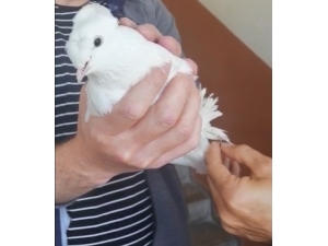 Vefa Grubu Beyaz Güvercini Özgürlüğüne Kavuşturdu