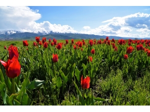 Muş’ta Lale Tarlaları Boş Kaldı