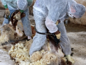 Türkiye’nin Elit Koyunlarına Özel Bakım