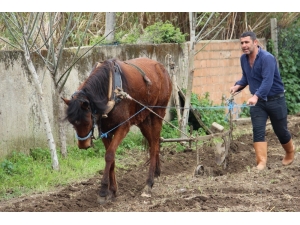 Bu Da At Eğitmeni, Eğitimi Başarı İle Geçen Atların Fiyatı Yüzde 100 Artıyor