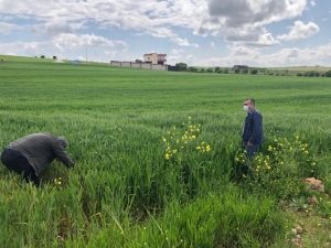 Diyarbakır’da Süne İle Mücadele Sürüyor