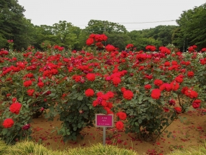 Japonya’da Parklara Gidilmesini Önlemek İçin Çiçekler Budandı