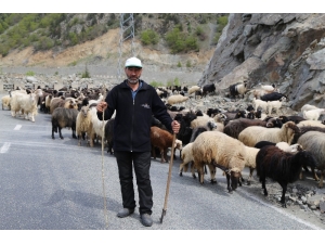 Artvin’de Yaylalara Göç Başladı
