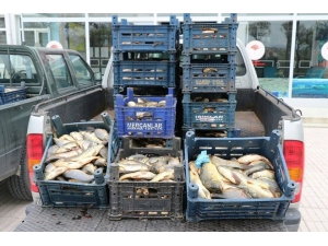 Kaçak Avlanan 700 Kilo Balık Ele Geçirildi