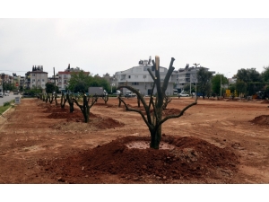 Bir Portakal Bahçesi De Mehmet Akif Ersoy Mahallesine