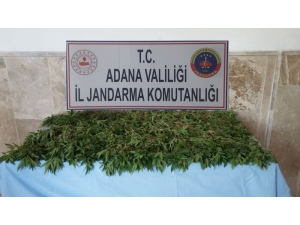 Adana’da Uyuşturucu Operasyonu: 3 Gözaltı