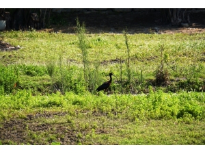Bodrum’da İlk Kez Görüntülendi