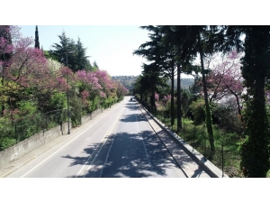 İstanbul Boğazı’nda Çiçek Açan Erguvanlar Havadan Görüntülendi