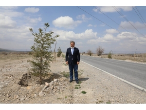 Güzelköy Ve Gürpınar Yolu Yeni Ağaçlarla Şenlenecek
