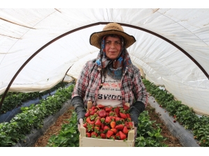 Herkes Evde Kaldı, Çiftçi Üretime Devam Etti
