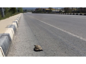 Issız Sokaklar Kaplumbağaya Kaldı