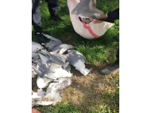 Martı Vuran Avcıya 16 Bin Lira Para Cezası