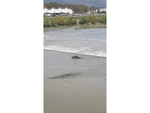 Otladığı Sırada Nehre Düşen İnek Telef Oldu