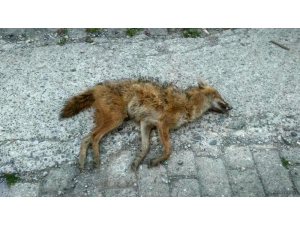 Şehre İnen Çakalı Vatandaşlar Öldürdü