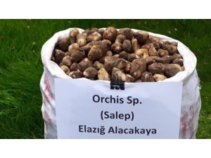 Kaçak Salep Soğanı Toplayanlara 153 Bin Tl Ceza Kesildi