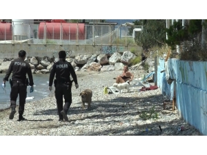 Bodrum’da Sahilde Sere Serpe Güneşlenirken Yakalandı