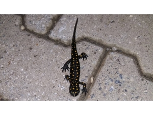 Bitlis’te ’Benekli Anadolu Semenderi’ Görüntülendi