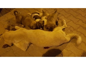 Öldürülen Köpeği Yavruları Kaldırmaya Çalıştı