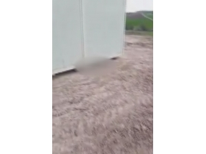 Başkent’te Çok Sayıda Ölü Köpek Yavrusu Bulundu