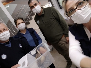 Mezitli’de Yaralı Halde Bulunan Balaban Kuşu Tedaviye Alındı