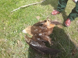 Kars’ta Şahinlerin Ölüm Nedenleri Araştırılıyor