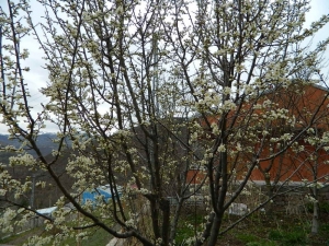 Posof Baharla Kış Mevsimini Bir Arada Yaşanıyor