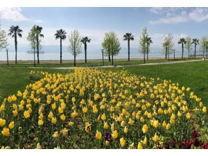 Görsel Şölen Oluşturan Lalelerin Güzellikleri Karşılıksız Kaldı