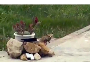 Paris’in Merkezindeki Tarihi Mezarlıkta Tilki Yavruları Görüldü