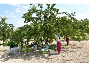 Kayısılarda Görülen Çil Hastalığına Dikkat