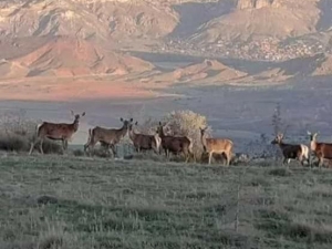 Nallıhan’da Geyik Sürüsü Görüldü
