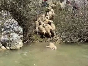Koyunlar Hastalıklara Karşı Derede Yıkanıyor