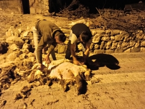 Gercüş’te Koyun Kırkma Dönemi Başladı