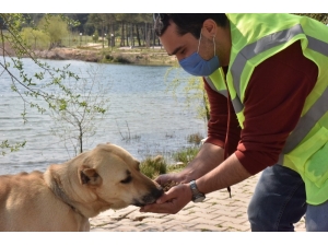 Sokak Hayvanları İçin Mama Çağrısı Meyvesini Vermeye Başladı