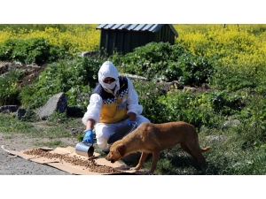 Büyükçekmece’de Sokak Hayvanları Unutulmuyor
