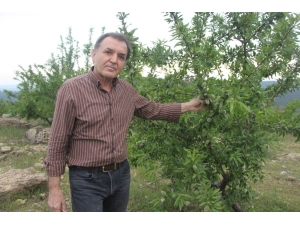 Ormandan Kiraladığı Arazide Badem Ve Harnup Yetiştiriyor