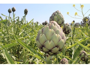 Urla’da Festival İptal Olunca İnternetten Enginar Satışları Patladı