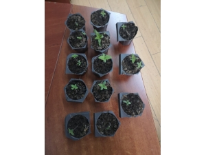 Saksıda Hint Keneviri Yetiştiren Bir Kişi Yakalandı