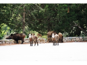Bodrum’da Şehre İnen Domuzu Beslediler