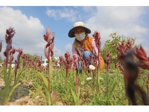 Mersin’de Kadın Kooperatifinden Salep Hasadı