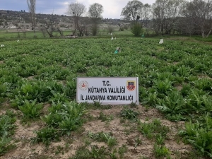 Emet’te 55 Bin 500 Kök Kaçak Ekilmiş Haşhaş Bitkisi Ele Geçirildi