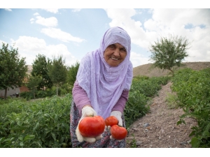 Ankara’da Çiftçilere 5 Milyon Fide Desteği
