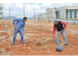Kaeü Merkez Yerleşkesi Meyve Ağaçları İle Yeşillendiriliyor