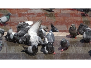 Sıcaktan Bunalan Güvercinlere Her Gün Böyle Banyo Yaptırıyor