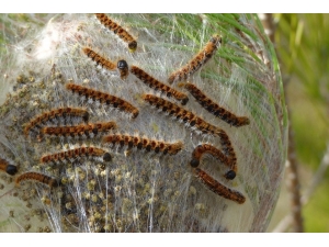 Tekirdağ’da Çam Kese Böceğiyle Mücadele