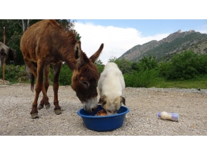 Eşek İle Köpeğin Dostluğu